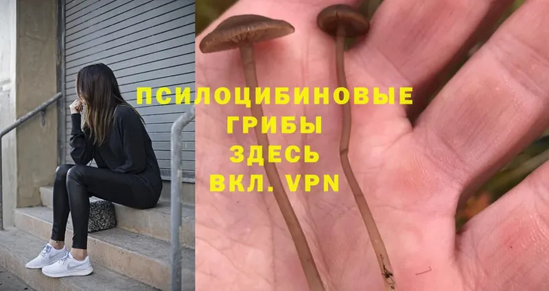 Псилоцибиновые грибы Magic Shrooms  Венёв 